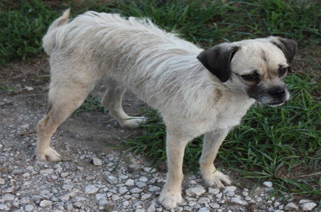 Pugapoo Dog Breed Health, Temperament, Training, Feeding and Puppies ...