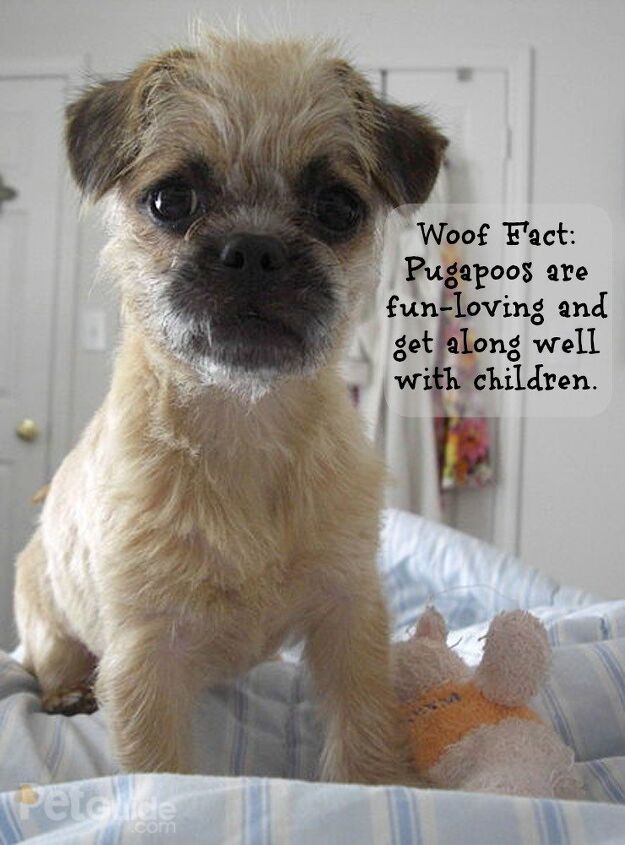 Pugapoo Dog Breed Health, Temperament, Training, Feeding and Puppies ...