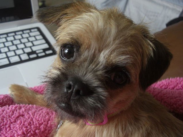 Pugapoo Dog Breed Health, Temperament, Training, Feeding and Puppies ...