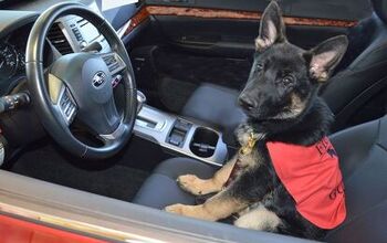Subaru Shares The Love With The Fidelco Guide Dog Foundation
