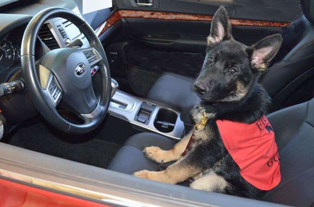 subaru shares the love with the fidelco guide dog foundation