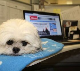 Oscar Takes Over The PetGuide Office!