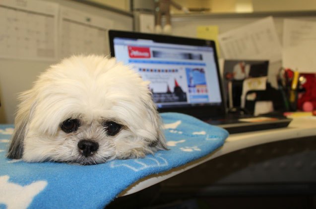 oscar takes over the petguide office