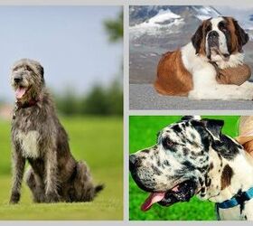 Top 10 Large Breed Dogs