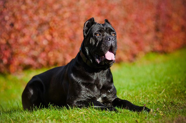 top 10 large breed dogs