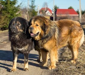 top 10 large breed dogs