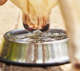 Why Do Cats and Dogs Drink Water So Differently, Anyway?