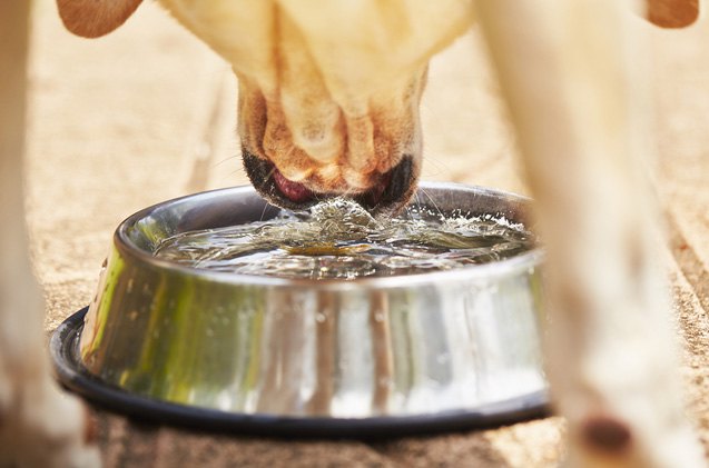 why do cats and dogs drink water so differently anyway