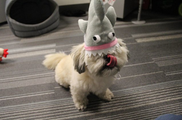 day 3 bring your shark to work day