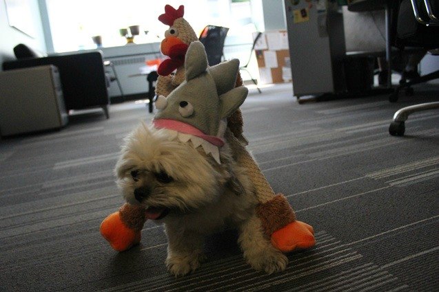 day 3 bring your shark to work day