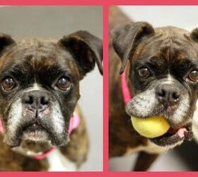 adoptable dog of the week queen