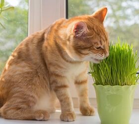 can dogs and cats eat wheatgrass