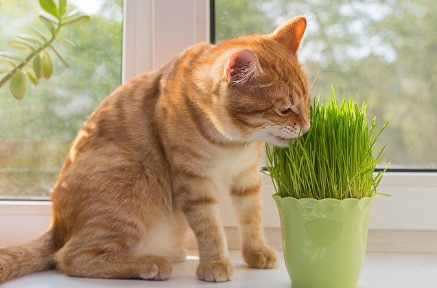 why do cats eat grass