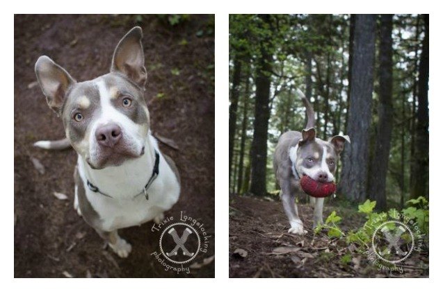 adoptable dog of the week brody