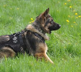 New Canadian Law Makes It A Criminal Offence To Harm Service Dogs
