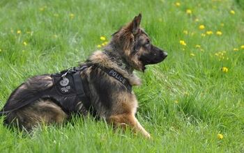 New Canadian Law Makes It A Criminal Offence To Harm Service Dogs