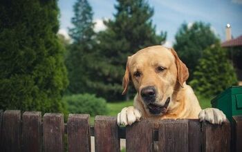 Pooch Poaching: How You Can Prevent Dog Theft