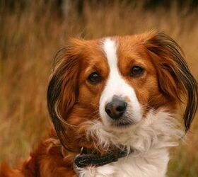 top-10-dog-breed-names-you-can-t-pronounce-petguide