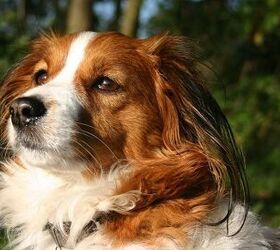 top 10 dog breed names you cant pronounce