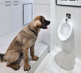 top 10 luxe dog inspired home renovations