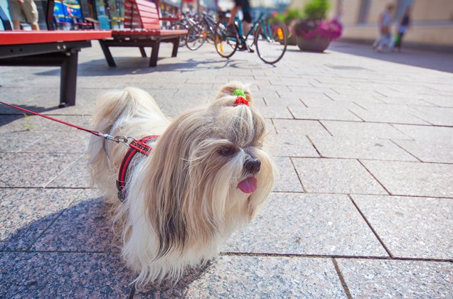 how to safely walk your dog in the big city