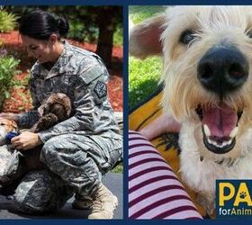 When Duty Calls, PACT Offers Pets A Temporary Home Away From Home