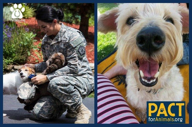 when duty calls pact offers pets a temporary home away from home