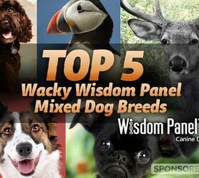 Top 5 Wacky Wisdom Panel Mixed Dog Breeds