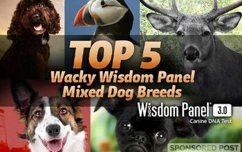 Top 5 Wacky Wisdom Panel Mixed Dog Breeds