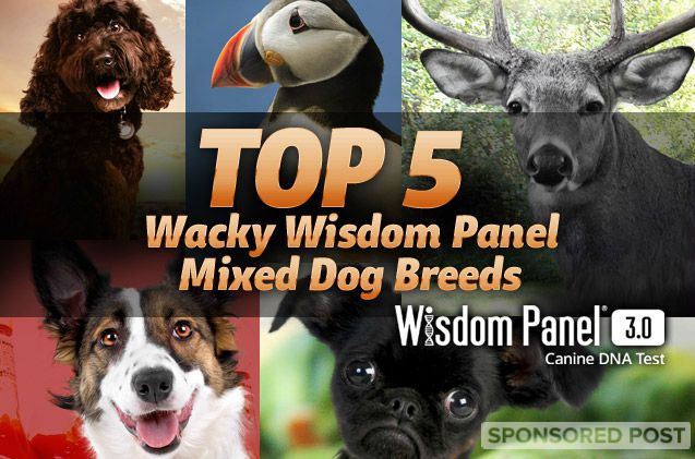 top 5 wacky wisdom panel mixed dog breeds
