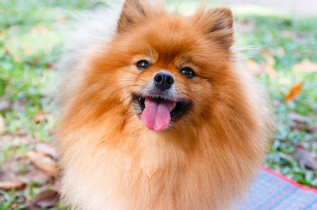 top 10 most popular dog breeds to steal