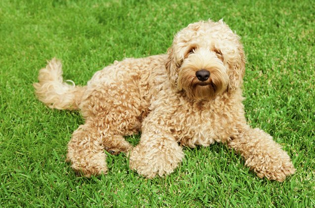 top 10 most popular dog breeds to steal