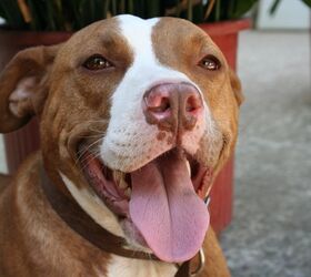 Are Pitbulls Dangerous: Sorting Out The Facts From Myths