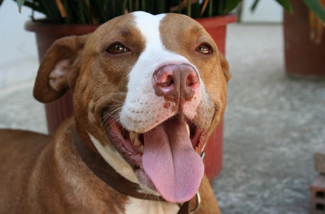 are pitbulls dangerous sorting out the facts from myths