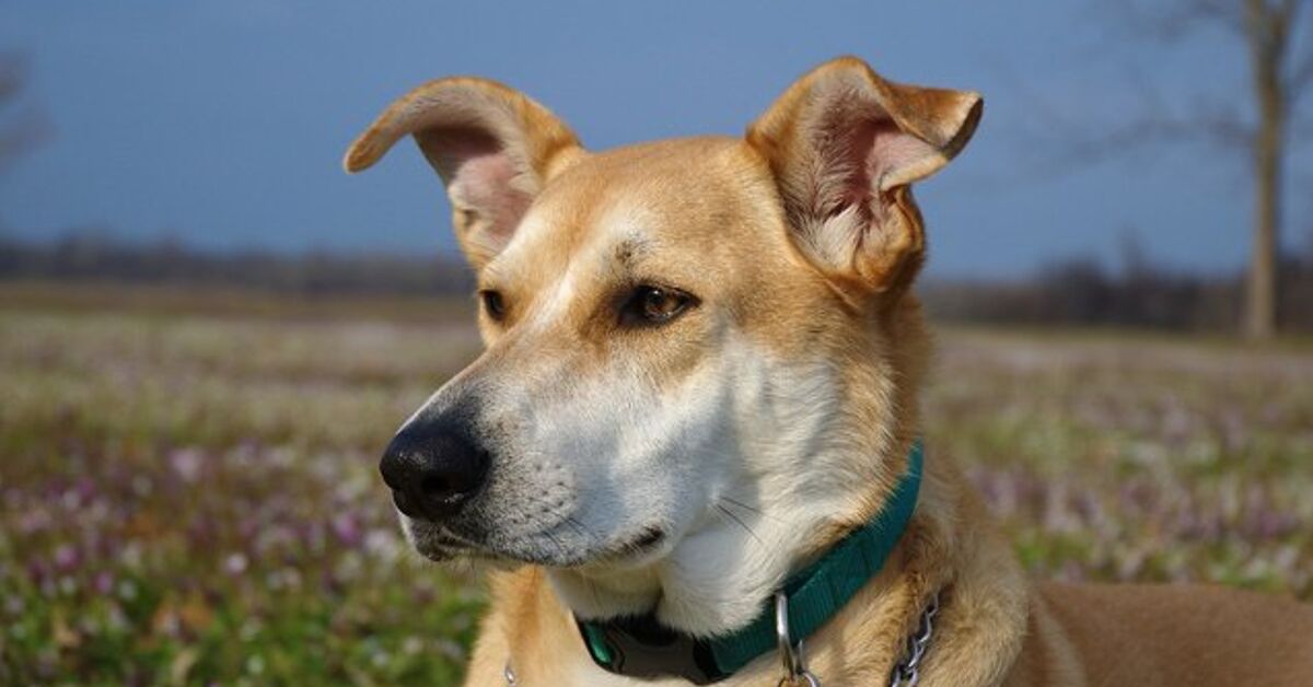 Carolina Dog Information Pictures - PetGuide | PetGuide