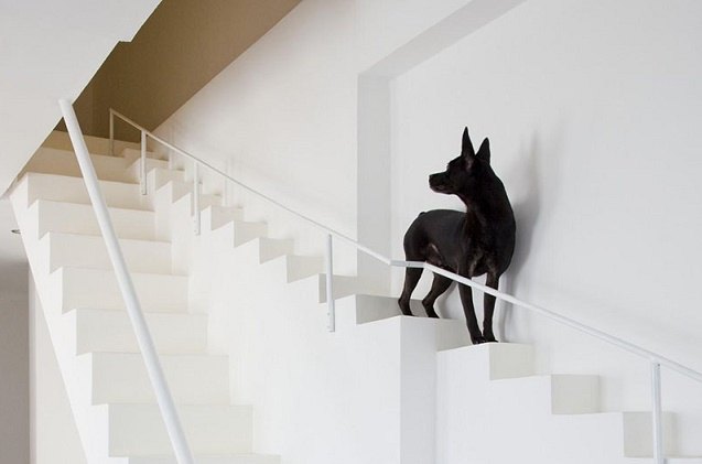 a step up awesome house has little staircase just for dogs