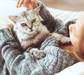 are you petting your cat wrong