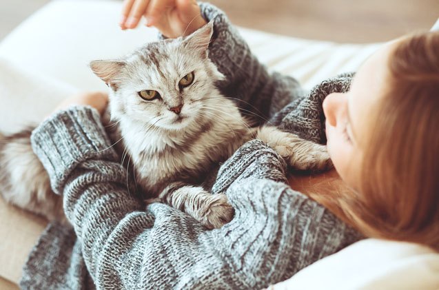 are you petting your cat wrong