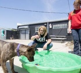Four Paws Up! Detroit Opens Its First No-Kill Dog Shelter