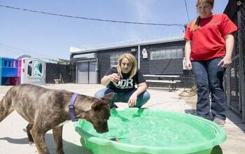 Four Paws Up! Detroit Opens Its First No-Kill Dog Shelter