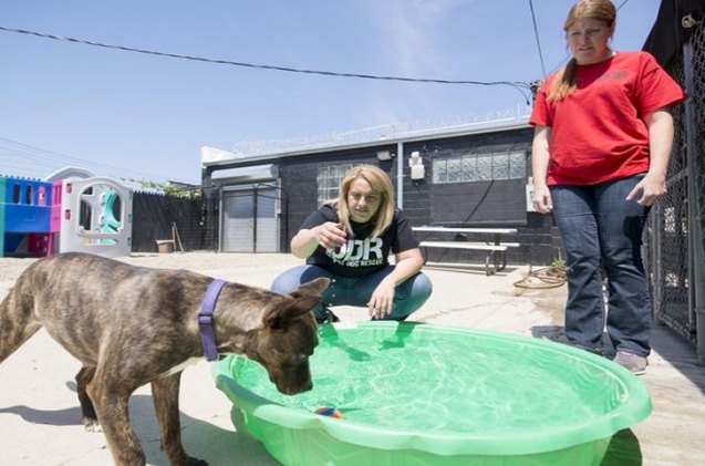 four paws up detroit opens its first no kill dog shelter