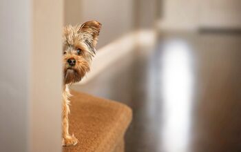 Research Finds Fear And Anxiety Negatively Affects Dogs Health And Lif