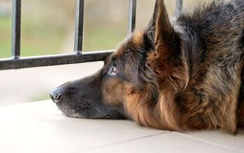 Tips To Follow When Rehoming A Dog