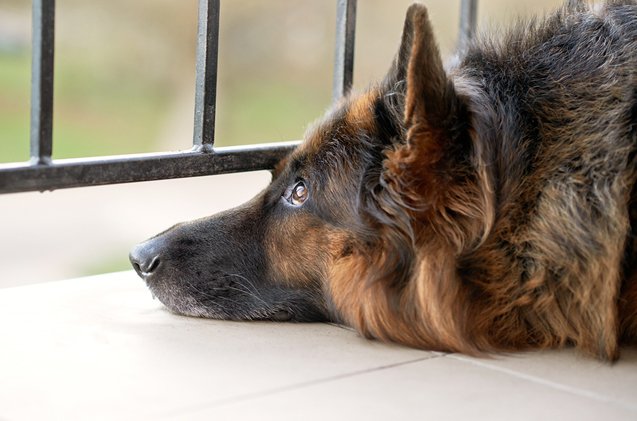 tips to follow when rehoming a dog
