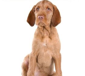 are wirehaired vizsla good with kids