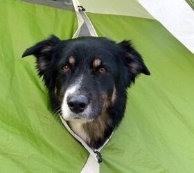 Pups With Tents: Rustic Tips To Remember When Camping With Dogs