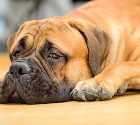 Top 10 best sale lazy dogs