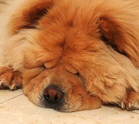 top 10 lazy dog breeds