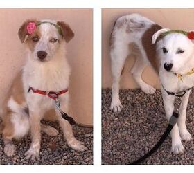 adoptable dog of the week zoe and scout