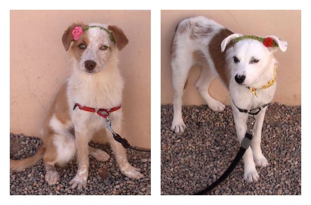 adoptable dog of the week zoe and scout